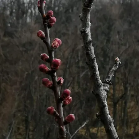 Pensionat And Breakfast San Rafel Bologna