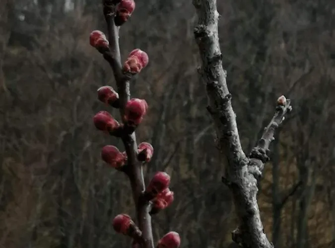 بيت ضيافة And Breakfast San Rafel بولونيا
